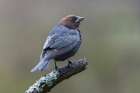 Brown-headed cowbird. Art Print